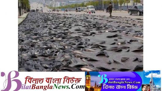 আমেরিকার হন্ডুরাসে বছরে দু‘বার বৃষ্টির মতো ঝরে পড়ে শত শত মাছ