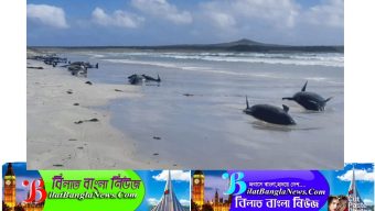 নিউজিল্যান্ডের সৈকতে আটকা পড়া ১০০ তিমির মৃত্যু
