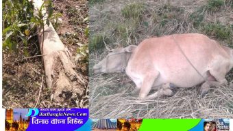 একটি গাছ কাটার প্রতিশোধে গাভী হত্যার-ছাতকে দু’পক্ষের পাল্টা-পাল্টি অভিযোগ:সংঘর্ষের আশঙ্কা