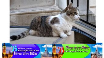 ব্রিটিশ প্রধানমন্ত্রীর বাসভবন ডাউনিং স্ট্রিটে বিড়াল ল্যারির ১০ বছর