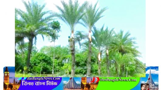 বিলুপ্তির পথে খেজুর গাছ, হারিয়ে যাচ্ছে ‘গাছি’ নামের শিল্পীরা