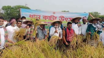 তাহিরপুরের শনির হাওরে বোরো ধানকাটা উৎসব