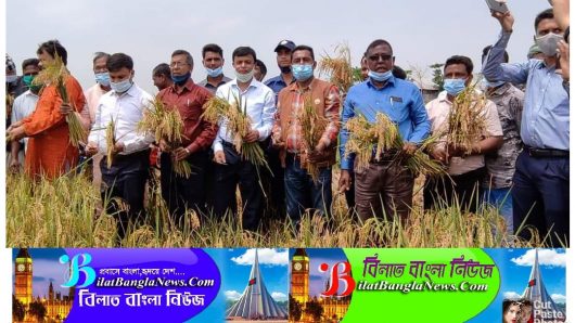সুনামগঞ্জে বোরো ধান কাটা উৎসবের আনুষ্ঠানিক উদ্বোধন 