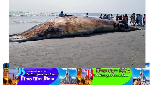 পুরুষ সঙ্গীর মৃত্যুর শোকে স্ত্রী তিমির আত্মহত্যা,ধারণা বিজ্ঞানীর