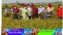 সুনামগঞ্জ যুবলীগের উদ্যোগে দেখার হাওরে ধান কাটা উৎসব