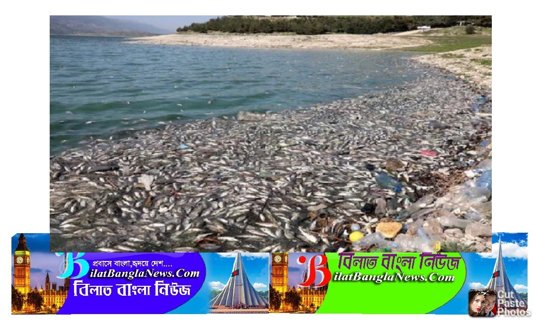 লেবাননের হ্রদে ভাসছে ৪০ টন মরা মাছ