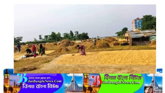 বোরোর বাম্পার ফলনে খুশি সুনামগঞ্জের হাওরপাড়ের কৃষাণ-কৃষাণীর