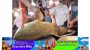 সিলেটের কুশিয়ারায় ধরা পড়ল সাড়ে ৪ মণ ওজনের বাঘাইড়