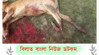 ছাতকে শত্রুতার জেরে গরুর পা কেটে বিচ্ছিন্ন,গরু জবাই করে মাংস বিতরণ