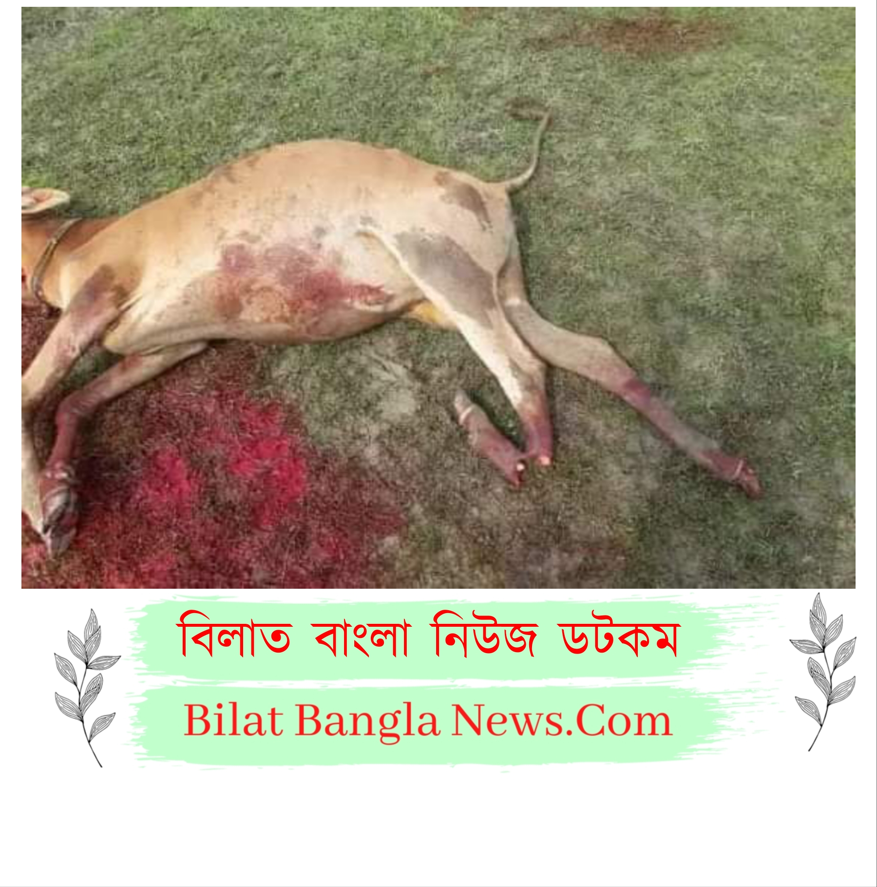 ছাতকে শত্রুতার জেরে গরুর পা কেটে বিচ্ছিন্ন,গরু জবাই করে মাংস বিতরণ