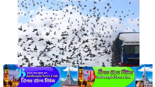 ইংল্যান্ডে রেস প্রতিযোগিতা থেকে উধাও ৫ হাজার কবুতর