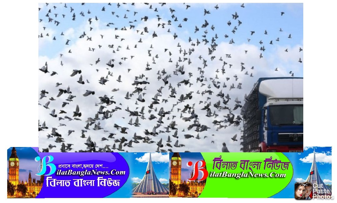 ইংল্যান্ডে রেস প্রতিযোগিতা থেকে উধাও ৫ হাজার কবুতর