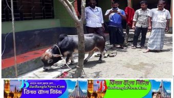 ৩৭কেজি ‘মেসি’র দাম হাঁকাচ্ছে ১০লাখ