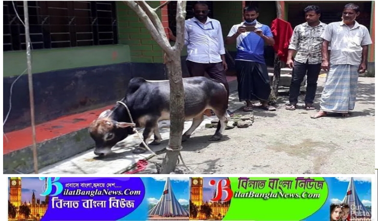 ৩৭কেজি ‘মেসি’র দাম হাঁকাচ্ছে ১০লাখ