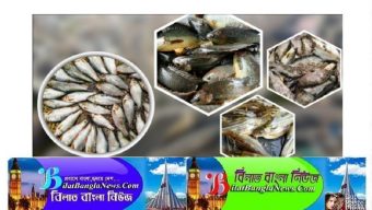 দেশীয় ১৫ প্রজাতির মাছের পেটে মিলল প্লাস্টিকের অস্তিত্ব