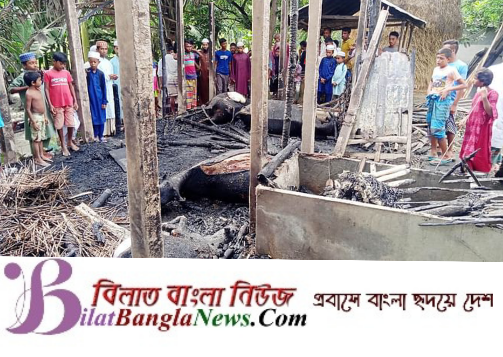 খামারে অগ্নিকাণ্ডে পুড়ে মরলো ৫টি গাভি