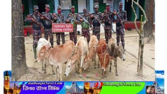সুনামগঞ্জ সীমান্তে বিজিবির অভিযানে মদ,গরু,পান আটক
