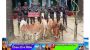 সুনামগঞ্জ সীমান্তে বিজিবির অভিযানে মদ,গরু,পান আটক