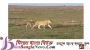 দলছুট বাছুরকে না খেয়ে মায়ের কাছে ফিরিয়ে দিলো সিংহী!