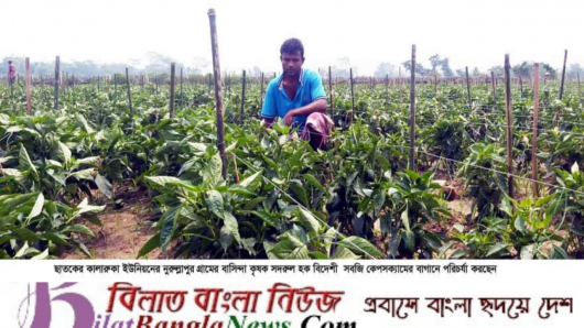 ছাতকে বিদেশি সবজি ক্যাপসিকাম চাষাবাদ : সফল চাষি সদরুল