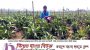 ছাতকে বিদেশি সবজি ক্যাপসিকাম চাষাবাদ : সফল চাষি সদরুল