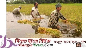 সুনামগঞ্জে ২০ হাজার হেক্টর বোরো ফসল তলিয়ে ৩শ কোটি টাকার ক্ষতি