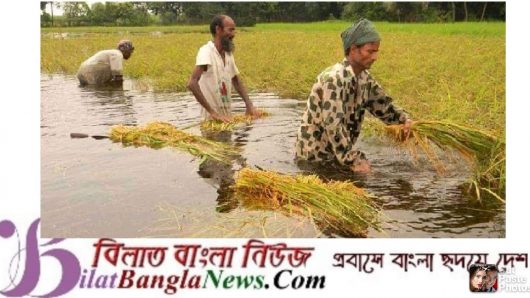 সুনামগঞ্জে ২০ হাজার হেক্টর বোরো ফসল তলিয়ে ৩শ কোটি টাকার ক্ষতি