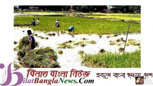 সুনামগঞ্জে ৫ হাজার হেক্টর জমির ফসলের ক্ষতি:পানিসম্পদ প্রতিমন্ত্রী