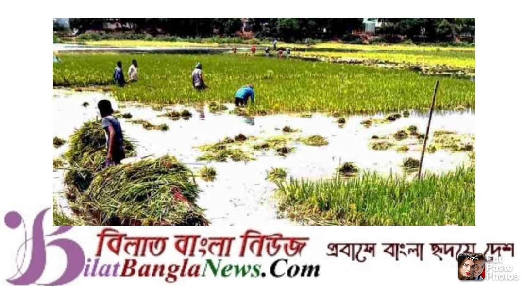 সুনামগঞ্জে ৫ হাজার হেক্টর জমির ফসলের ক্ষতি:পানিসম্পদ প্রতিমন্ত্রী