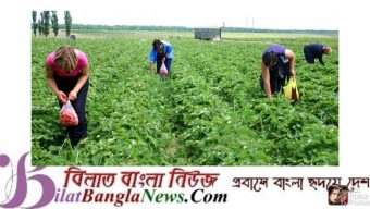 চলতি বছর ৩০ হাজার সিজনাল ওয়ার্কার ভিসা দেবে ইংল্যান্ড