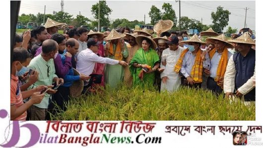 সুনামগঞ্জের হাওরে ধান কর্তন শুরু হলেও কৃষকদের আতংক কাটছেনা