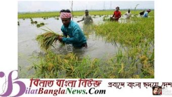 নদ নদীর পানি কিছু কমছে, কৃষকরা আধা পাকা ধান কাটছেন