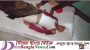 ছাতকে প্রতিপক্ষের হামলায় এক যুবক খুন