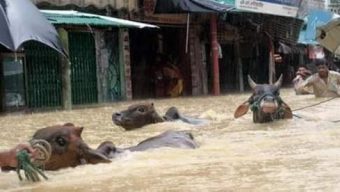 বন্যায় সুনামগঞ্জে কৃষি খাতে শত কোটি টাকার ক্ষতি