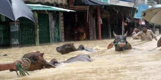 বন্যায় সুনামগঞ্জে কৃষি খাতে শত কোটি টাকার ক্ষতি