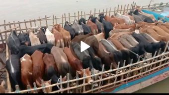 বন্যায় সুনামগঞ্জে প্রাণী সম্পদের ব্যাপক ক্ষতি হয়েছে