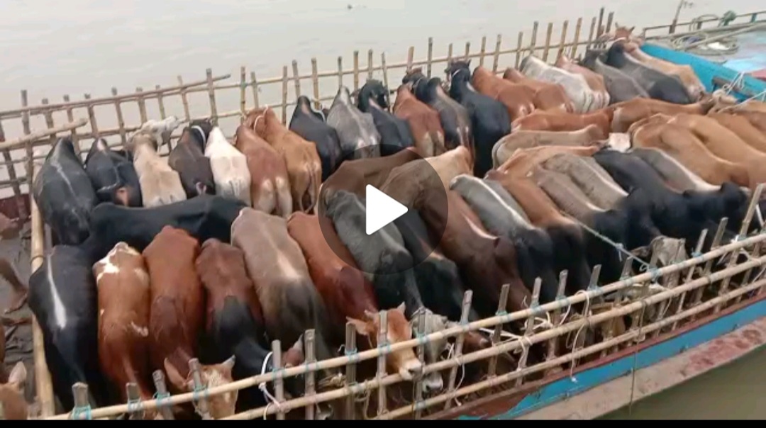 বন্যায় সুনামগঞ্জে প্রাণী সম্পদের ব্যাপক ক্ষতি হয়েছে