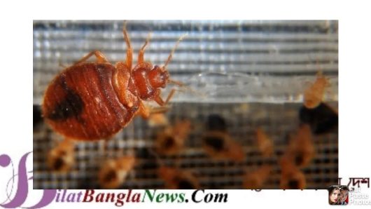 ছারপোকার উৎপাতে অতিষ্ঠ মানুষ,জরুরি বৈঠকে ফ্রান্স