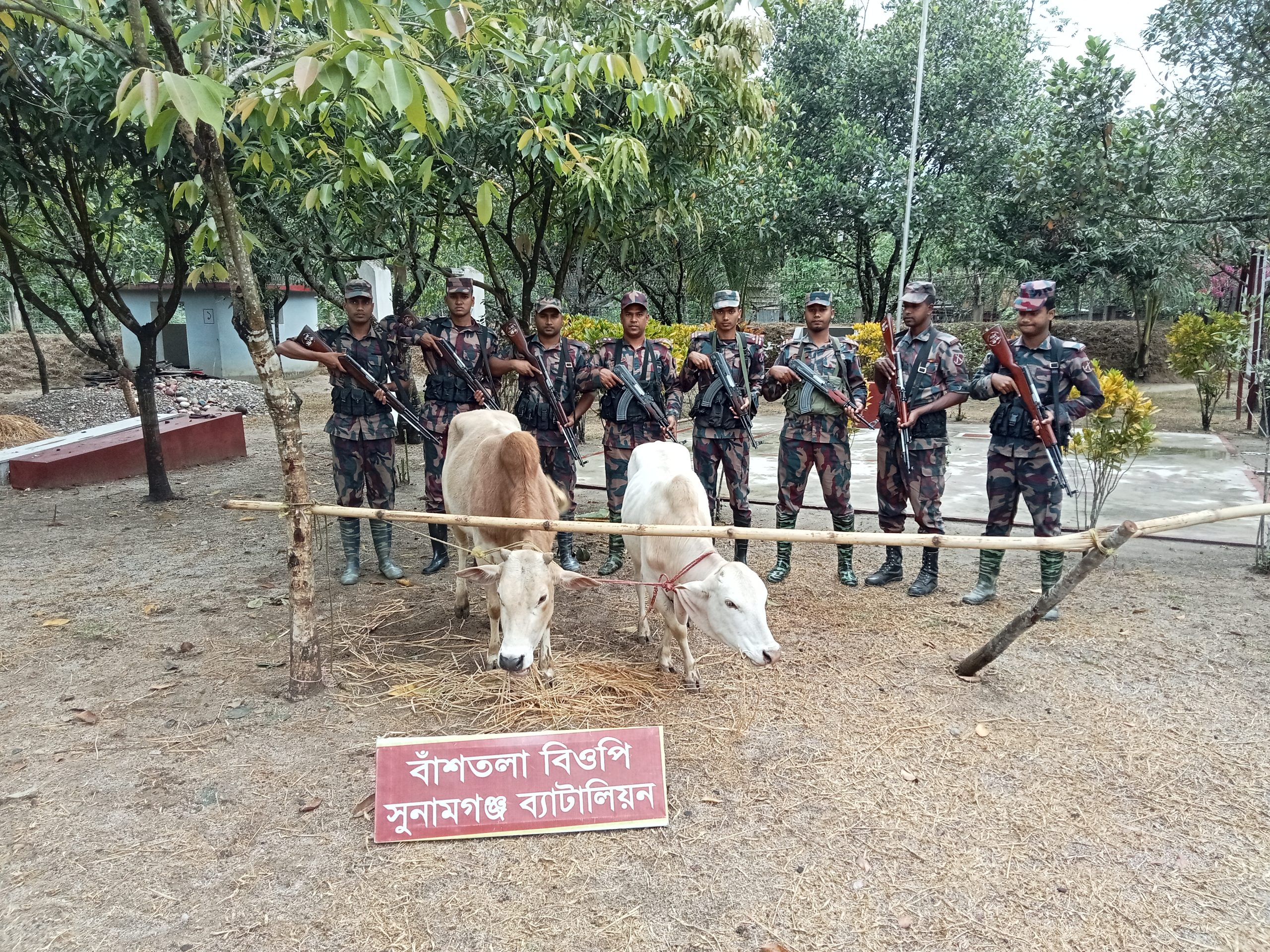 সুনামগঞ্জ  সীমান্তে ভারতীয় গরু আটক।