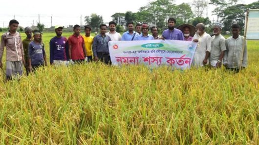 ছাতকের হাওরে-হাওরে বোরো ধান কাটা মাড়াই-ঝাড়াইয়ের উৎসবে এখন কৃষকরা