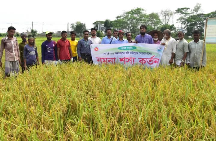 ছাতকের হাওরে-হাওরে বোরো ধান কাটা মাড়াই-ঝাড়াইয়ের উৎসবে এখন কৃষকরা