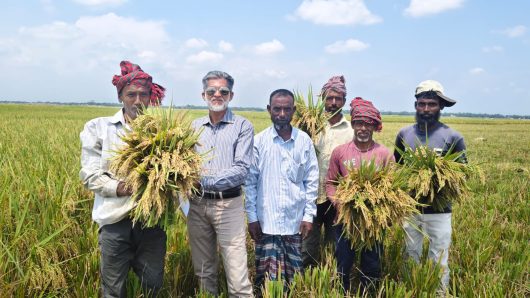 আবহাওয়া ভাল থাকায় কৃষকরা ধান কাটা, মাড়াইয়ে ব্যস্ত,৫১শতাংশ ধান কর্তন।