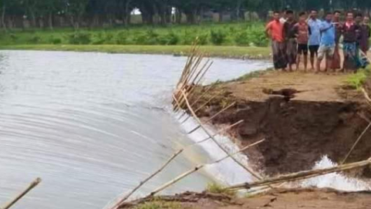 বাঁধ ভেঙে টাঙ্গুয়ার হাওরে ঢুকছে পানি, ফসলহানির শঙ্কা