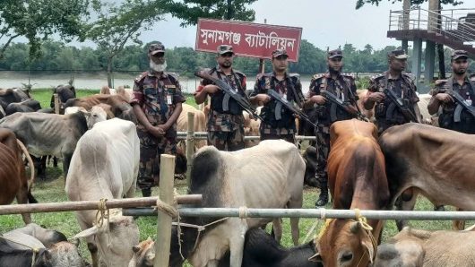সুনামগঞ্জ টাস্কফোর্সের অভিযানে পৌণে এক কোটি টাকার ভারতীয় ৯০ টি গরু আটক।