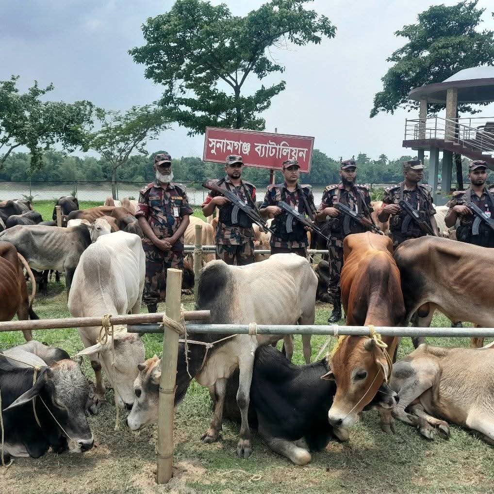 সুনামগঞ্জ টাস্কফোর্সের অভিযানে পৌণে এক কোটি টাকার ভারতীয় ৯০ টি গরু আটক।