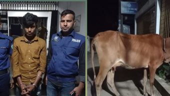ছাতকে গরুসহ চোর আটক