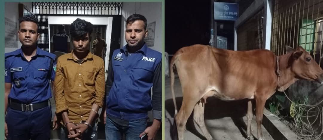 ছাতকে গরুসহ চোর আটক