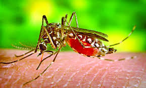 মশাও উপকারী