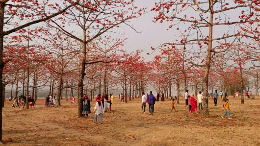 ফুলে ফুলে ছেঁয়ে গেছে আগুন  ঝরা শিমুল ,নারী পুরুষের পদচারনায় বাগানে ভিন্ন মাত্রা।