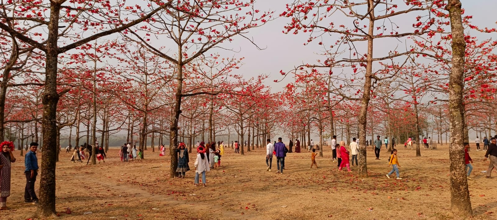 ফুলে ফুলে ছেঁয়ে গেছে আগুন  ঝরা শিমুল ,নারী পুরুষের পদচারনায় বাগানে ভিন্ন মাত্রা।